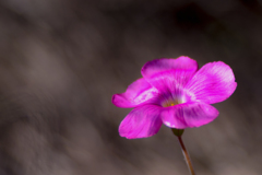 シャムロック（三つ葉かな？？）