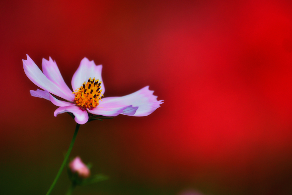 彼岸花の紅、秋桜の妖艶