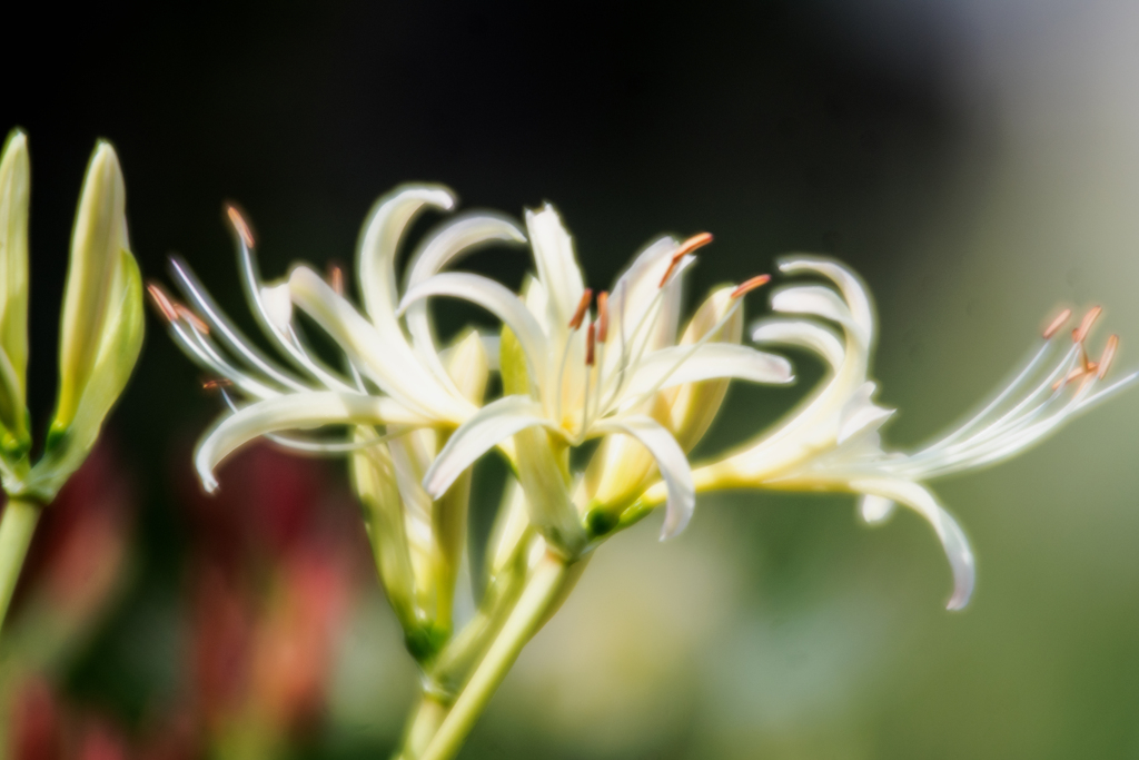 ソフトフィルターじゃないよ