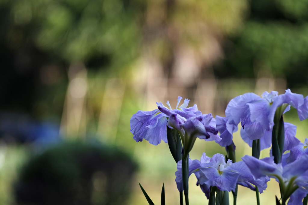 燕子花（カキツバタ）