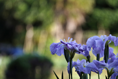 燕子花（カキツバタ）