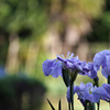 燕子花（カキツバタ）