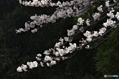 流桜