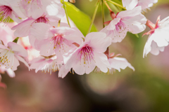 桜餅が食べたい
