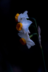 DSC00423