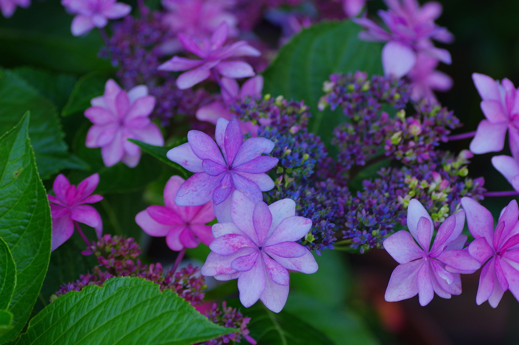 雨上りの花火