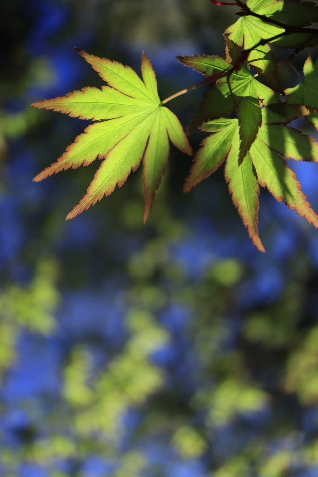 青紅葉