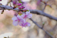 桜の季節先取