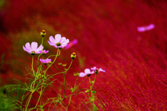 コキアと秋桜