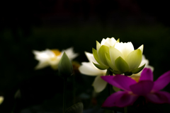 蓮の花