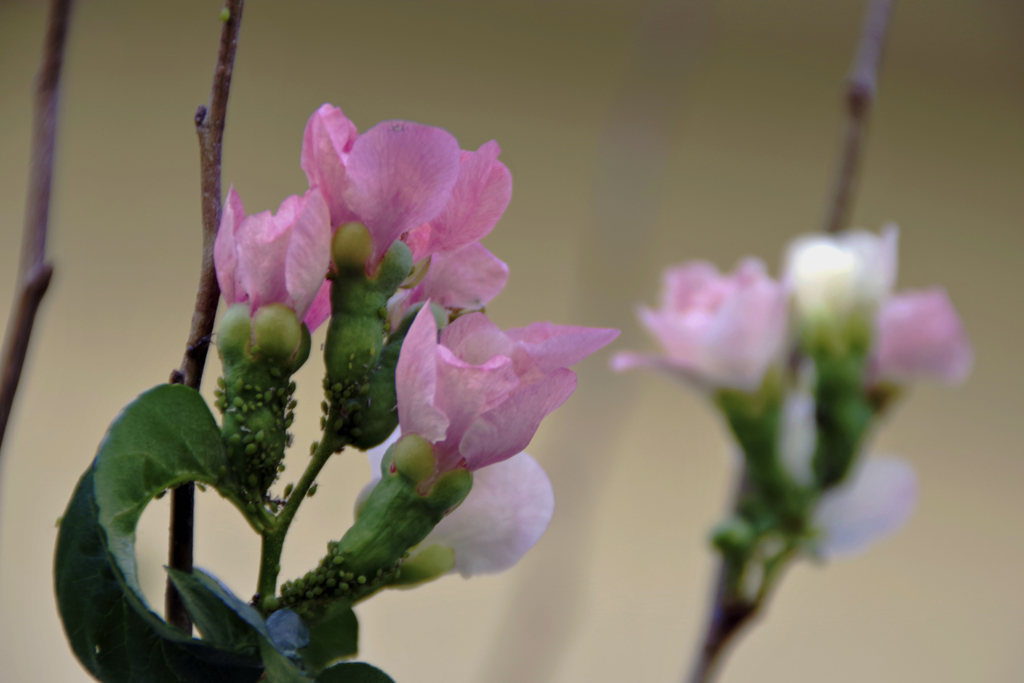 ボケの花が咲きました・・・冬がすぐ近く