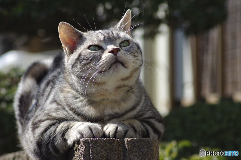 日向ぼっこの猫・・・いい陽だにゃ