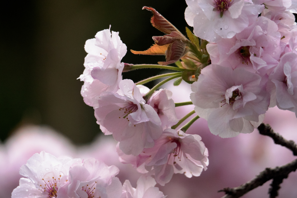 桜