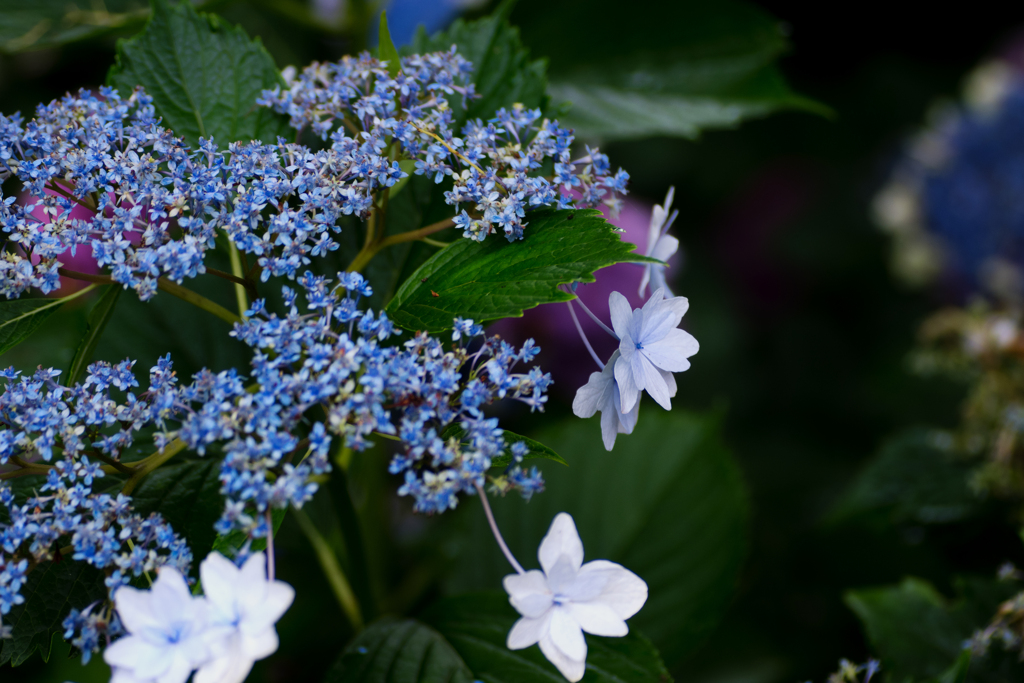 紫陽花　終盤