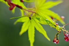 紅葉で雨宿り