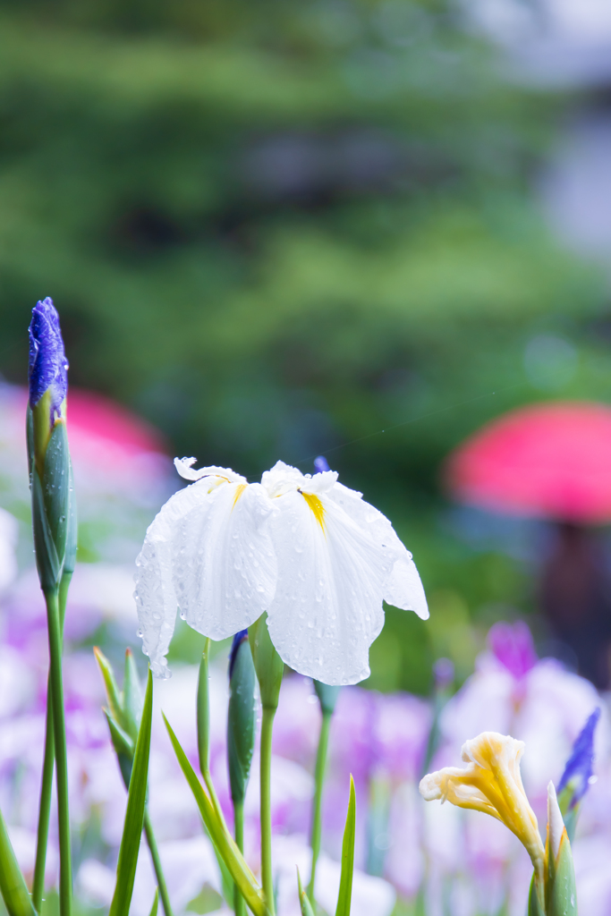 花菖蒲