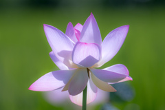 仏様の花