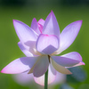 仏様の花