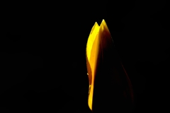蕾