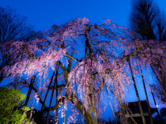 枝垂れ桜