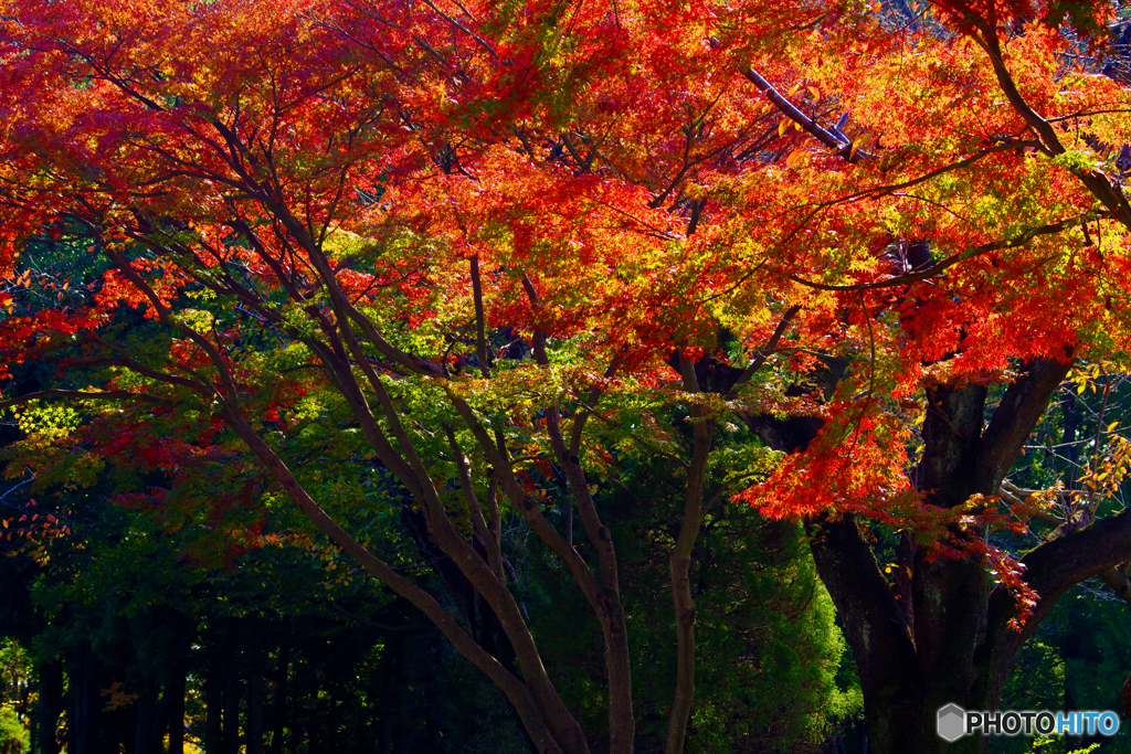 紅葉の林