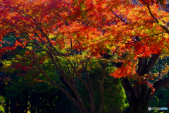 紅葉の林