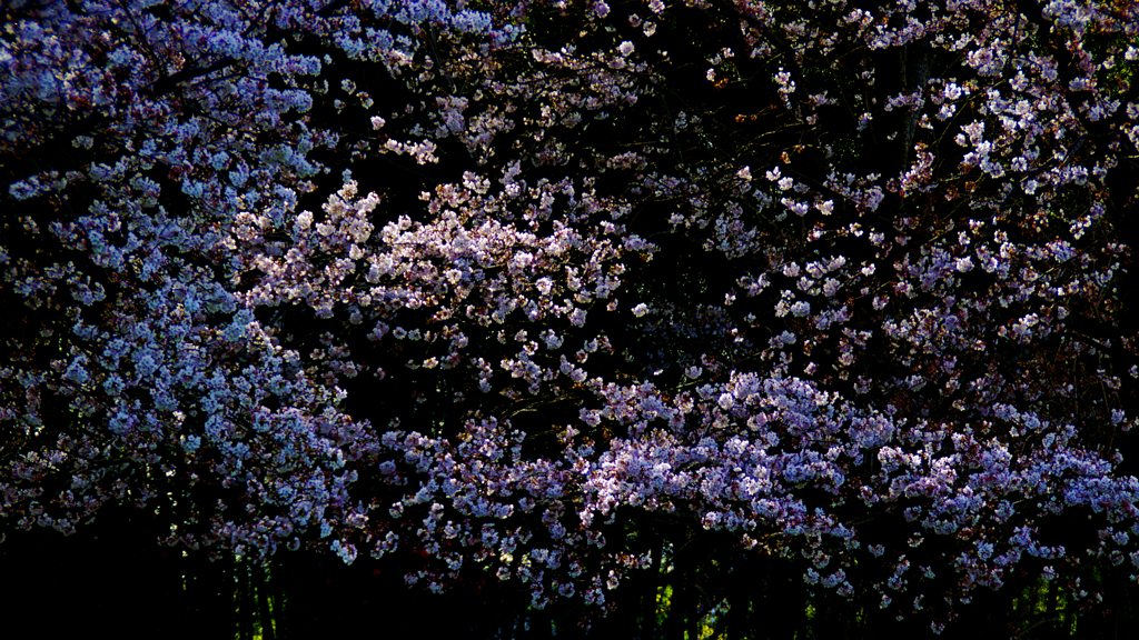 桜・光・影・陰影