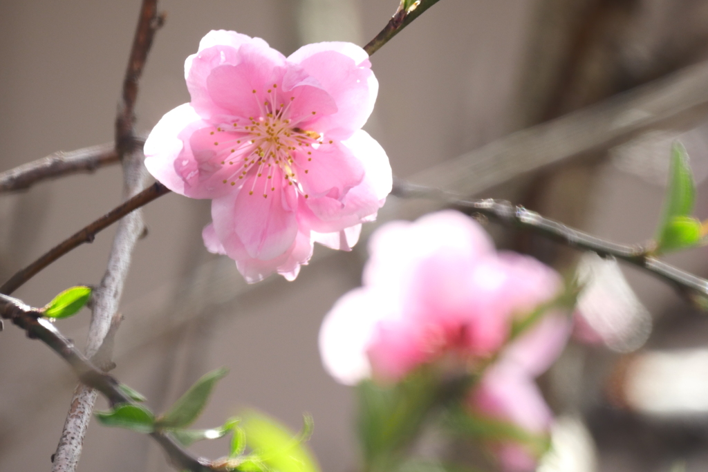桃開花