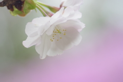 桜の花一輪