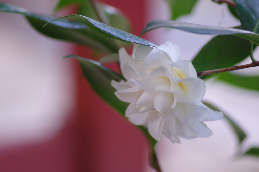 山茶花