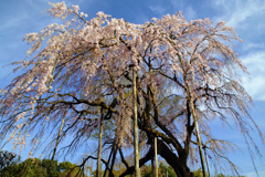 枝垂桜400年