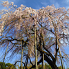 枝垂桜400年