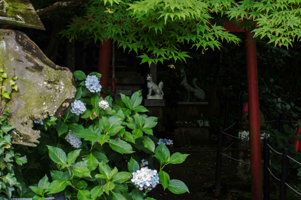 紫陽花少な目