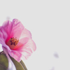 山茶花