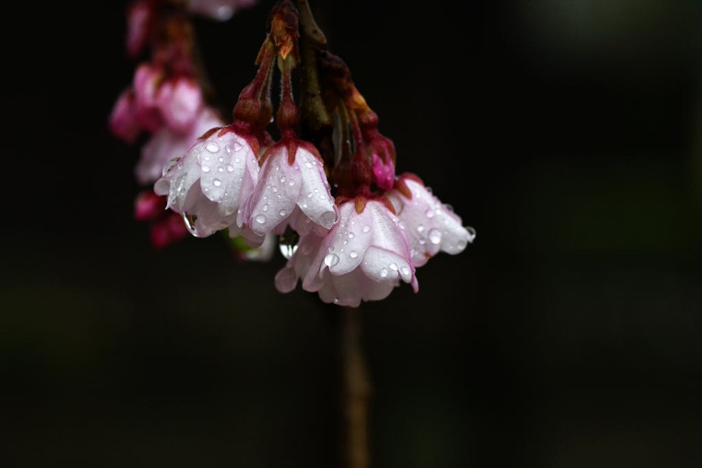 雨上がりの桜