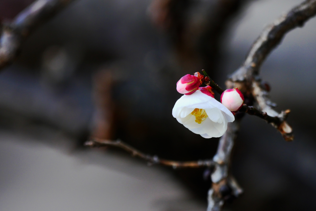 今年最初の梅の花