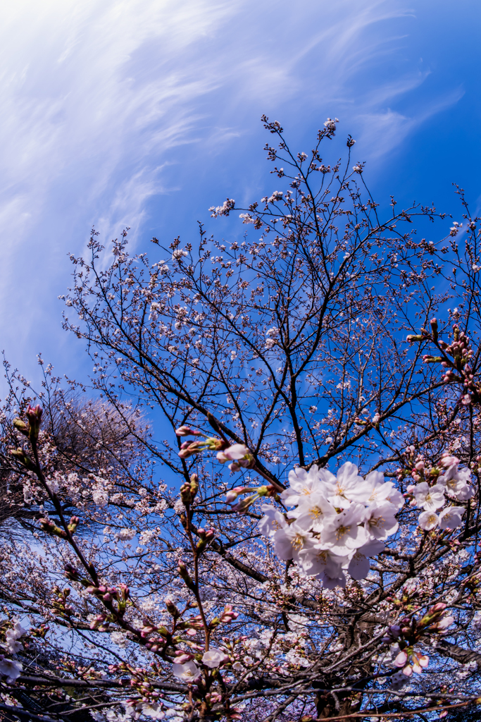 サクラと雲と青空