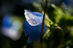 ネモフィラの朝露