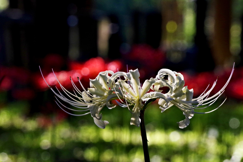 曼珠沙華　白花