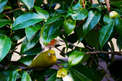 メジロは椿のハッパによく似てる