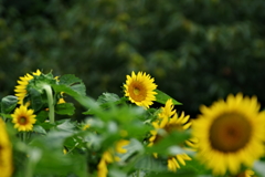 IMGP0690