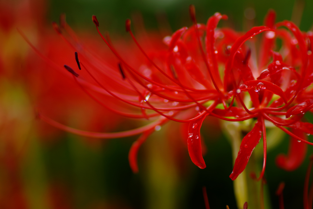 燃える花