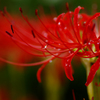 燃える花