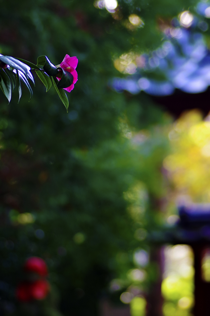 山茶花
