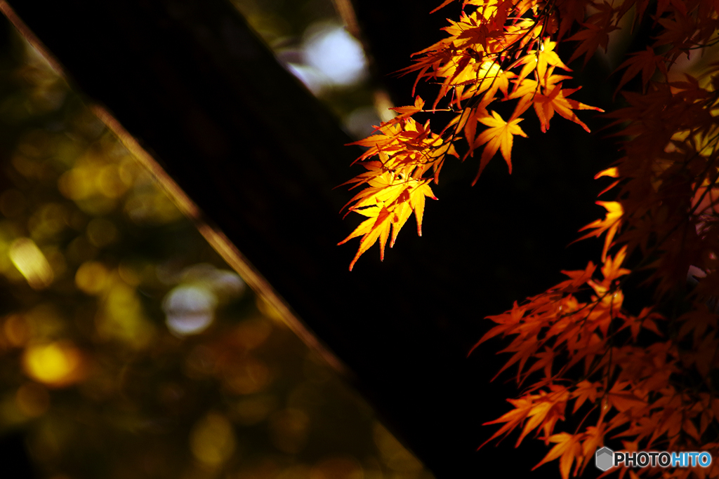 木陰に輝く紅葉