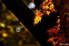 木陰に輝く紅葉