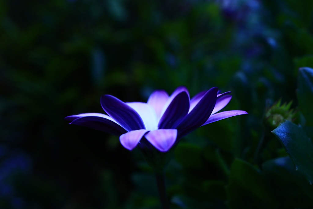 夜に咲く