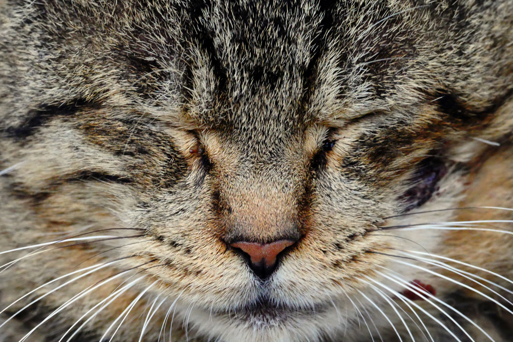 猫の御尊顔