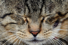 猫の御尊顔