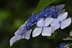 ガク紫陽花